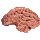 Brain of the Beaked Bear