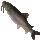 Gunthak Gourami