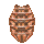 Fireclaw Carapace