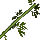 Shaded Anise