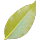 Stale Oleander