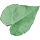 Methysticum