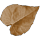 Urticaceae