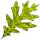 Stale Larkspur
