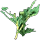 Hypericum