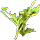 Stale Delphinium
