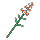 Anise