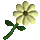 Wax Flower